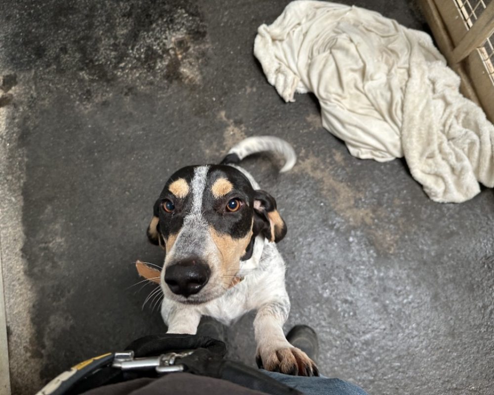 Guy junior - Chien Basset Artésien-Normand à adopter