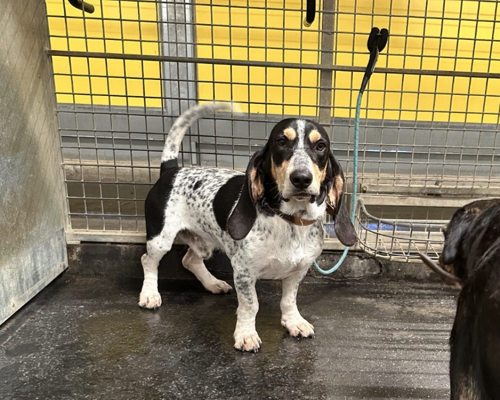 Guy junior - Chien Basset Artésien-Normand à adopter - photo 3