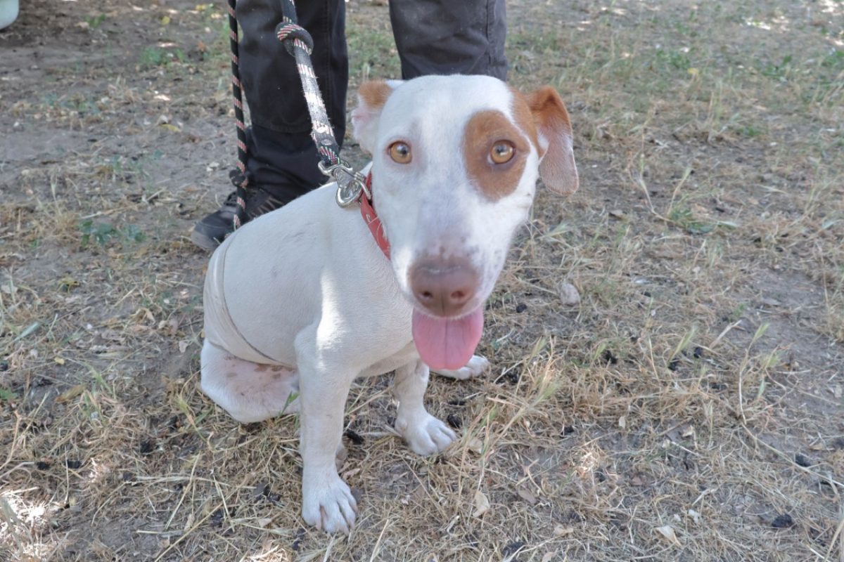 Lucette - Chien à adopter
