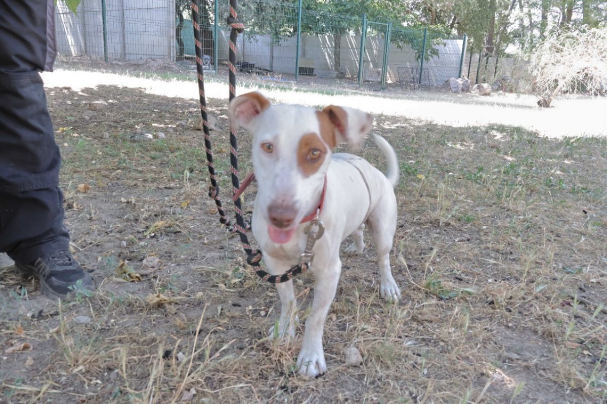 Lucette - Chien à adopter - photo 2