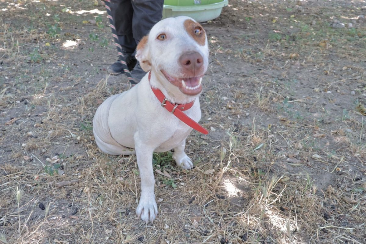 Lucette - Chien à adopter - photo 3