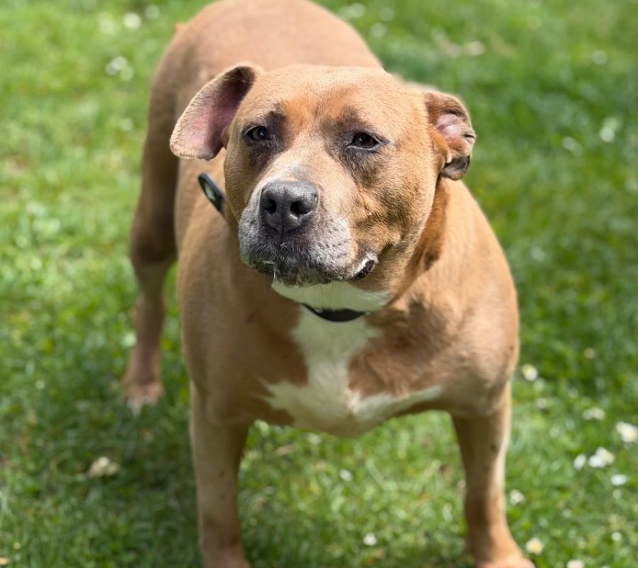 Vilda - Chien Bouledogue Américain à adopter