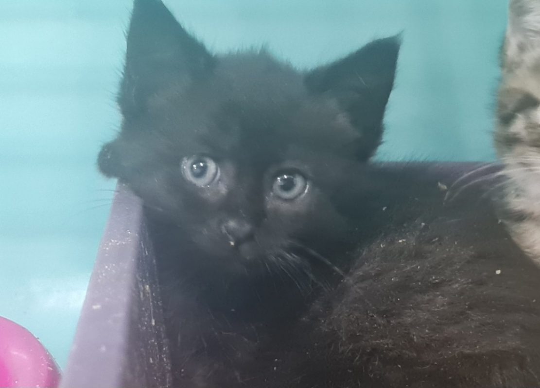 Dolores - Chat Européen à adopter