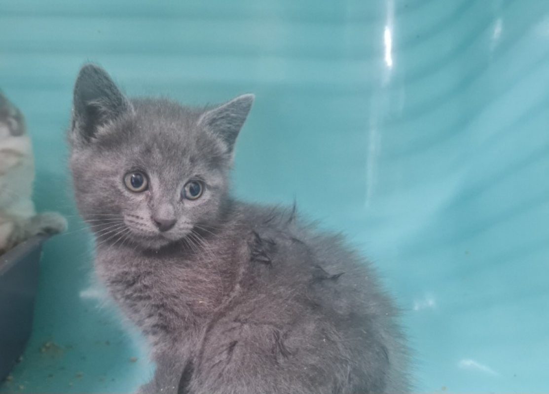 Albus - Chat Européen à adopter