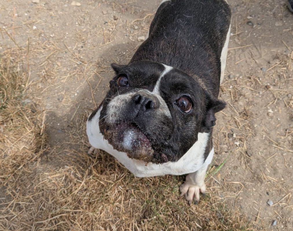 Ella - adopté - Chien Bouledogue Français à adopter