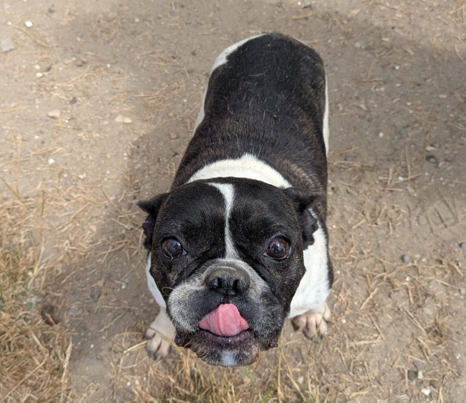 Ella - adopté - Chien Bouledogue Français à adopter - photo 2