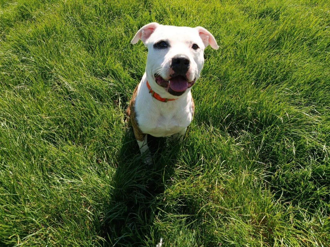Rocky - Chien Bouledogue Américain à adopter