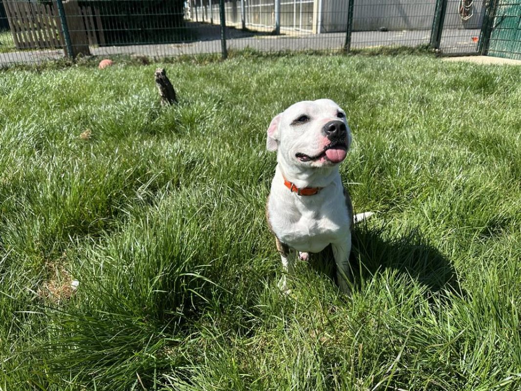 Rocky - Chien Bouledogue Américain à adopter - photo 2
