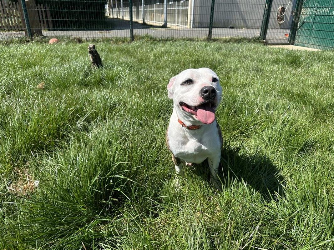 Rocky - Chien Bouledogue Américain à adopter - photo 3
