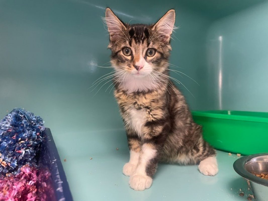 Macaron - Chat Européen à adopter
