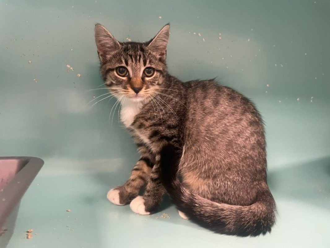 Pralinette - Chat Européen à adopter