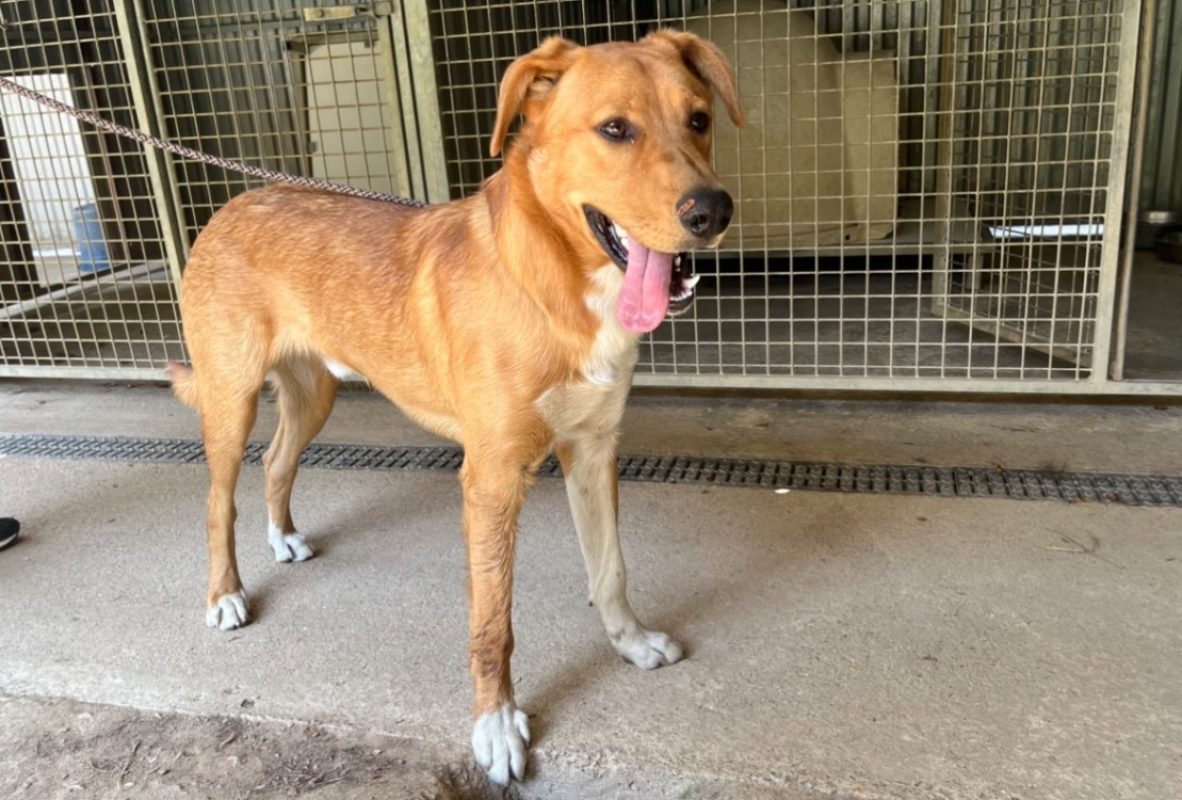 Caramel - Chien à adopter