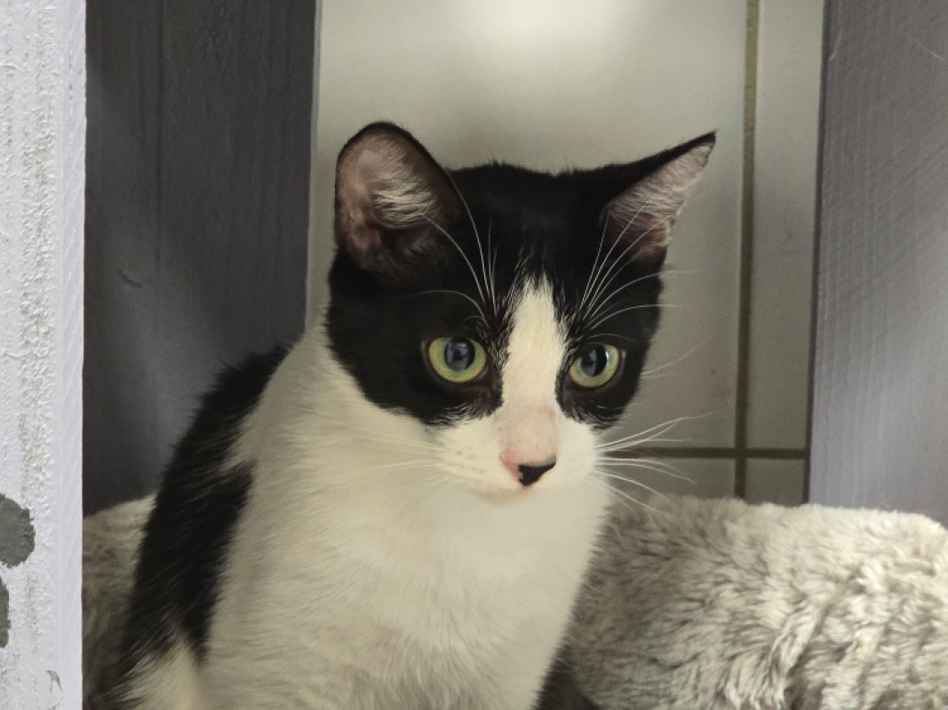 Bella - Chat Européen à adopter