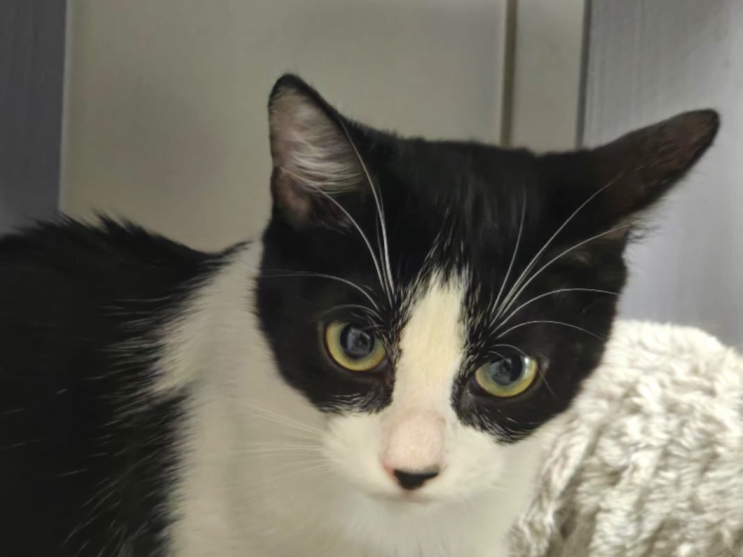 Bella - Chat Européen à adopter - photo 2