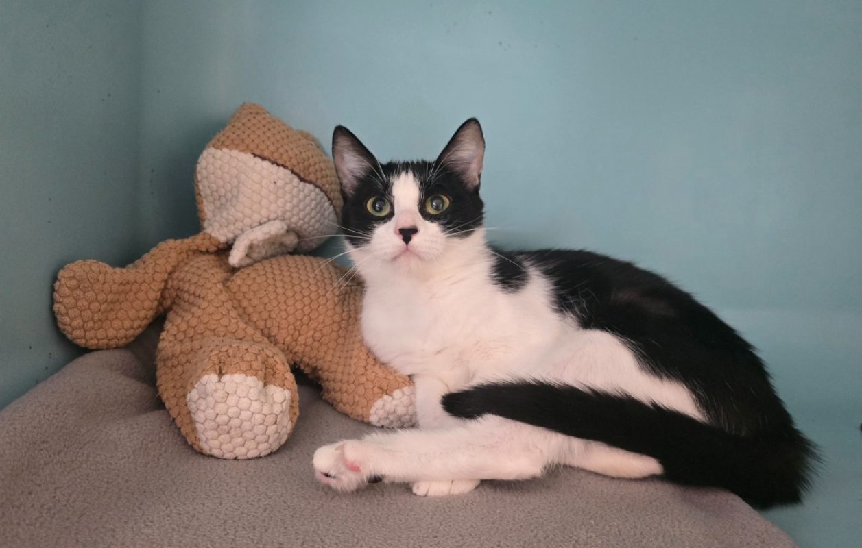 Bella - Chat Européen à adopter - photo 3