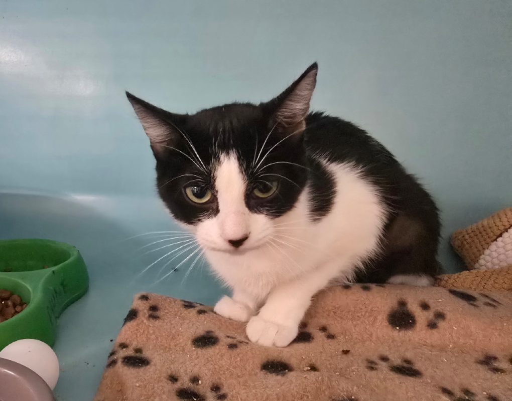 Bella - Chat Européen à adopter - photo 4