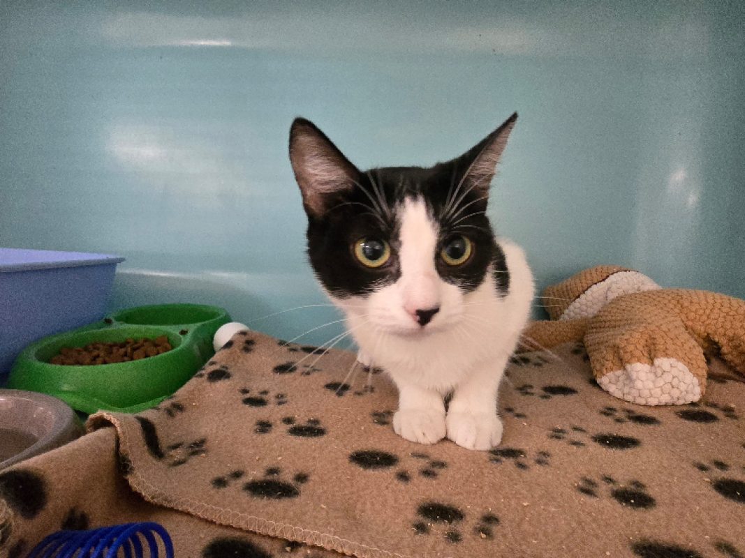 Bella - Chat Européen à adopter - photo 5