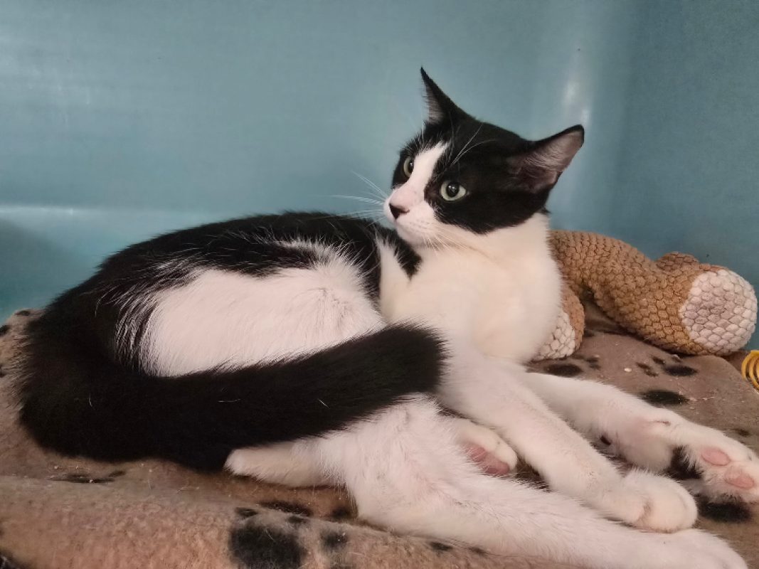 Bella - Chat Européen à adopter - photo 6