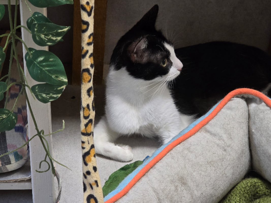 Bella - Chat Européen à adopter - photo 7