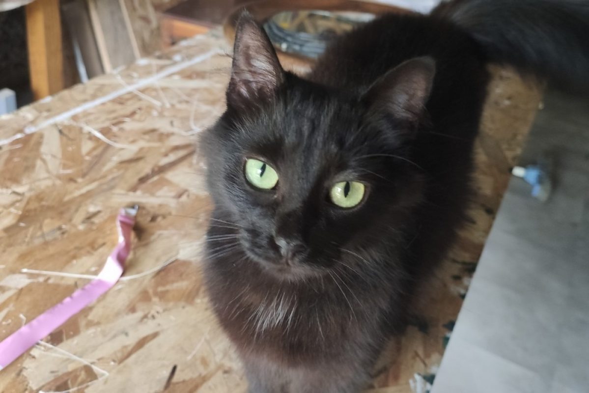 Bali - Chat Européen à adopter