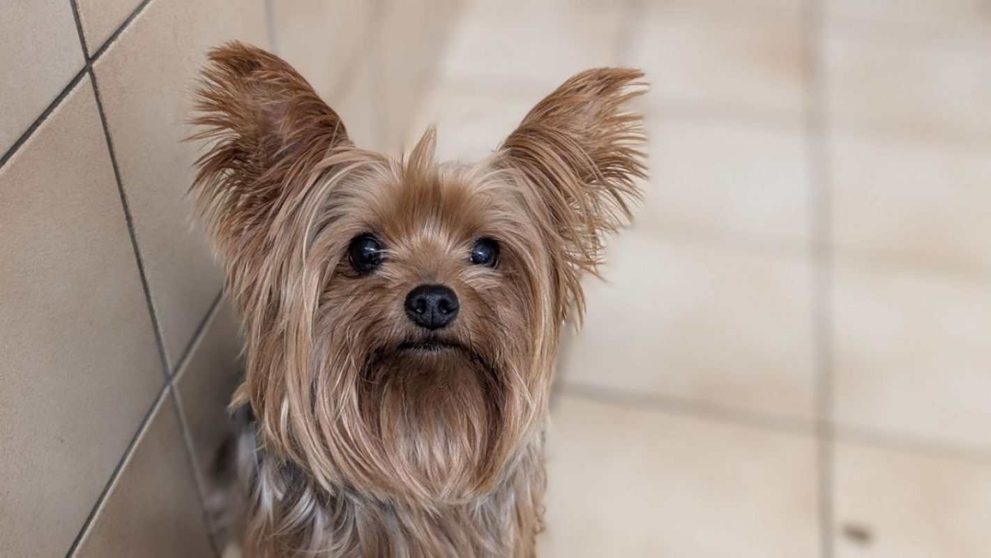 Yuna - Chien Yorkshire Terrier à adopter