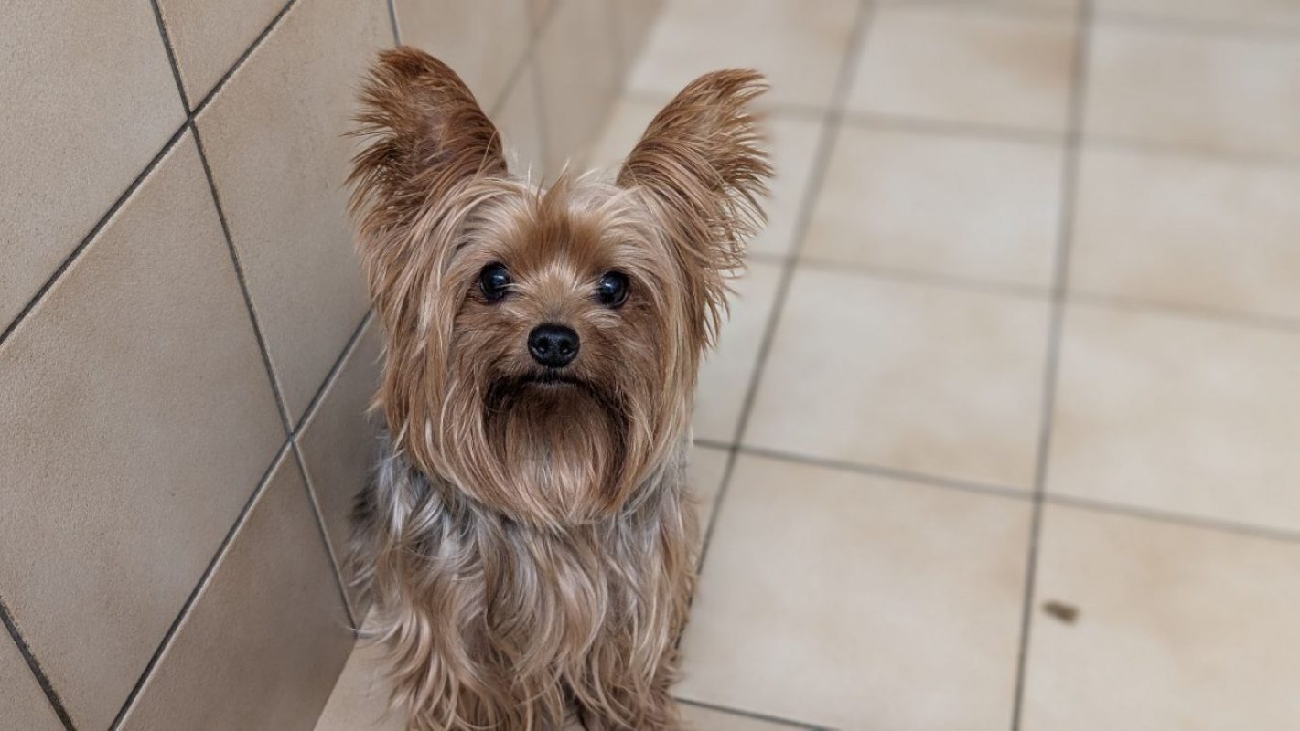 Yuna - Chien Yorkshire Terrier à adopter - photo 2