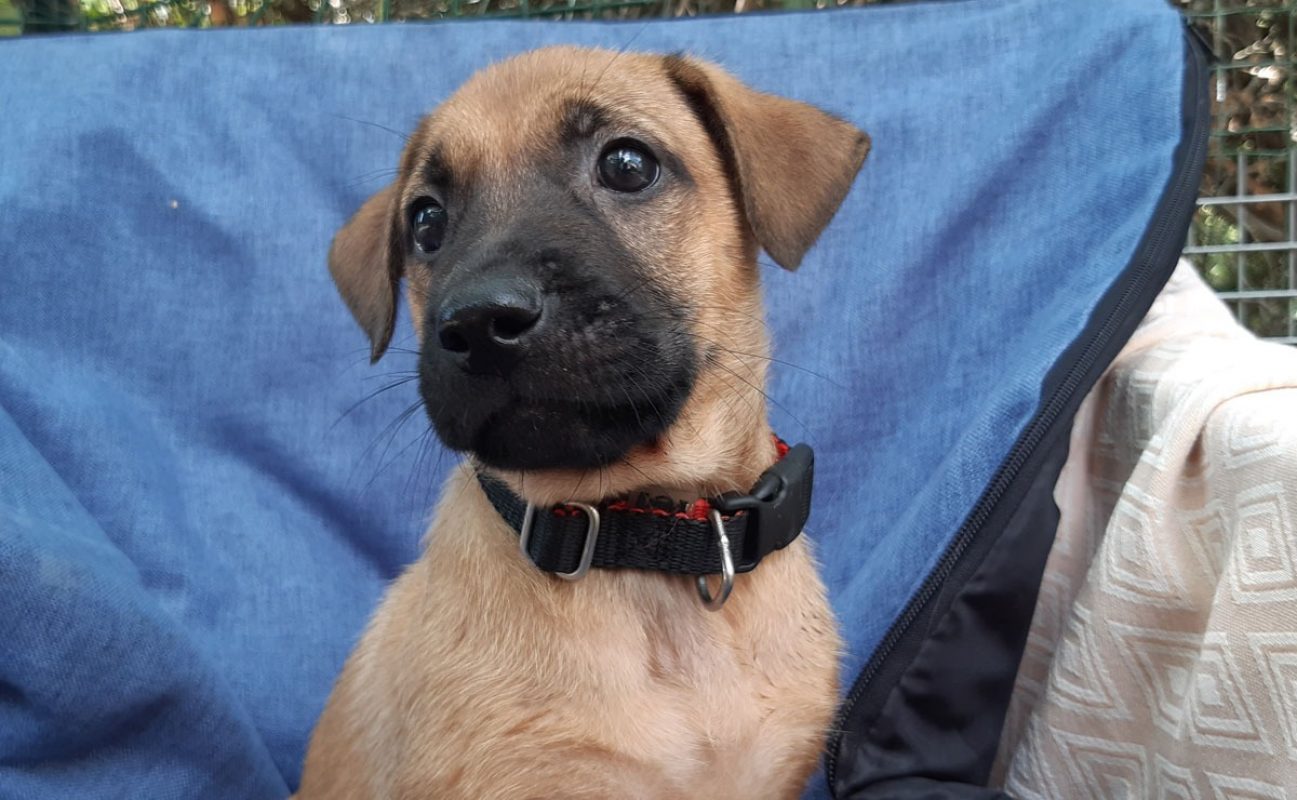 Vahine - Chien Berger à adopter