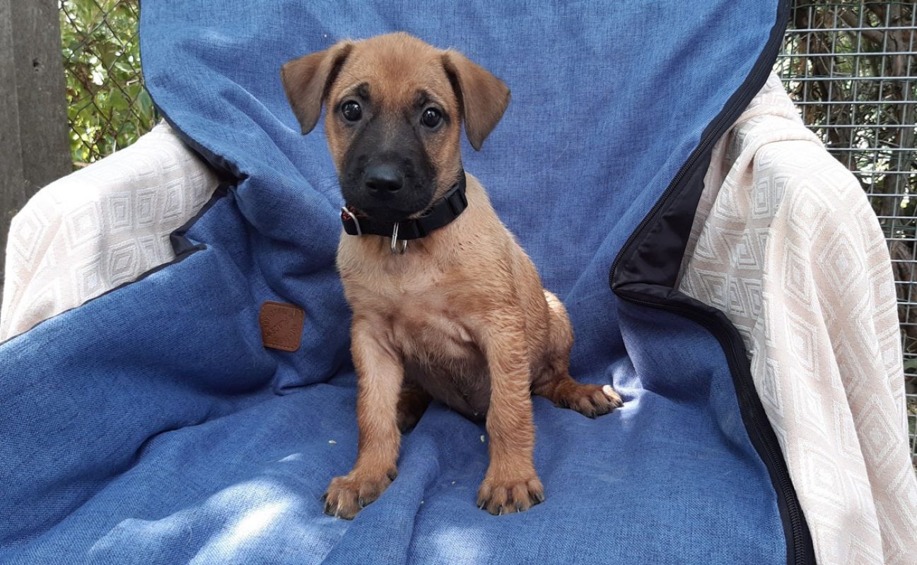 Vahine - Chien Berger à adopter - photo 2