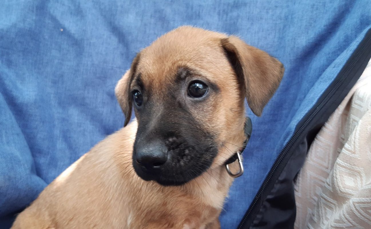 Vahine - Chien Berger à adopter - photo 3