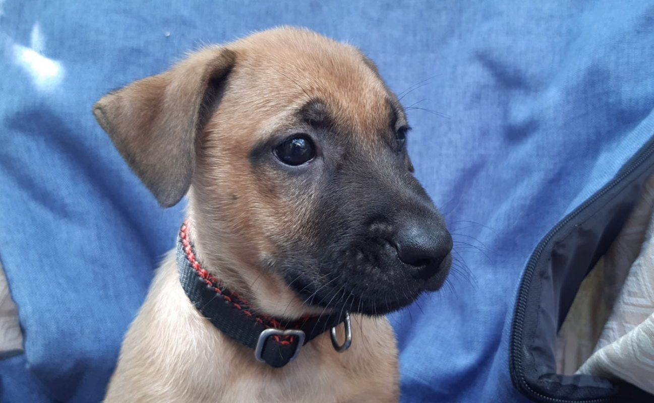 Vahine - Chien Berger à adopter - photo 4
