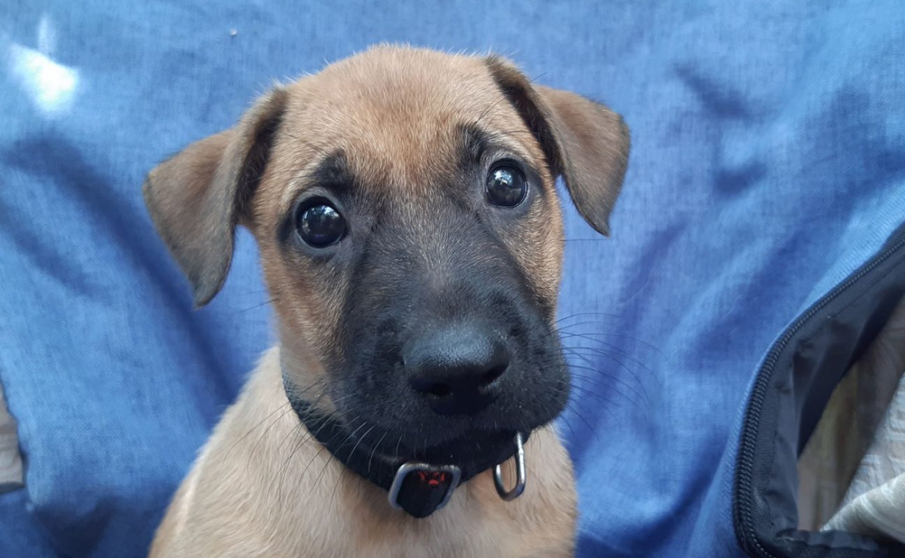 Vahine - Chien Berger à adopter - photo 5