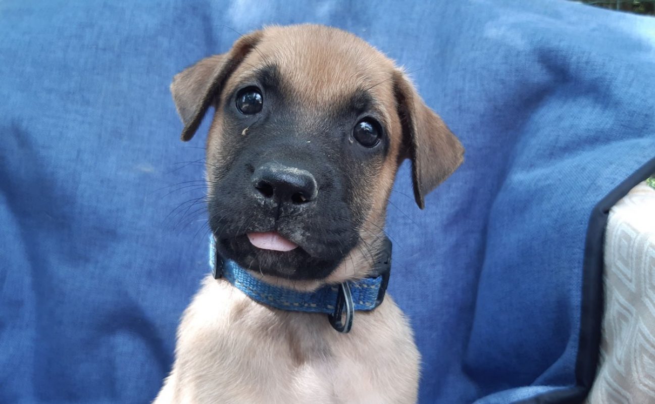 Virtuose - Chien Berger à adopter