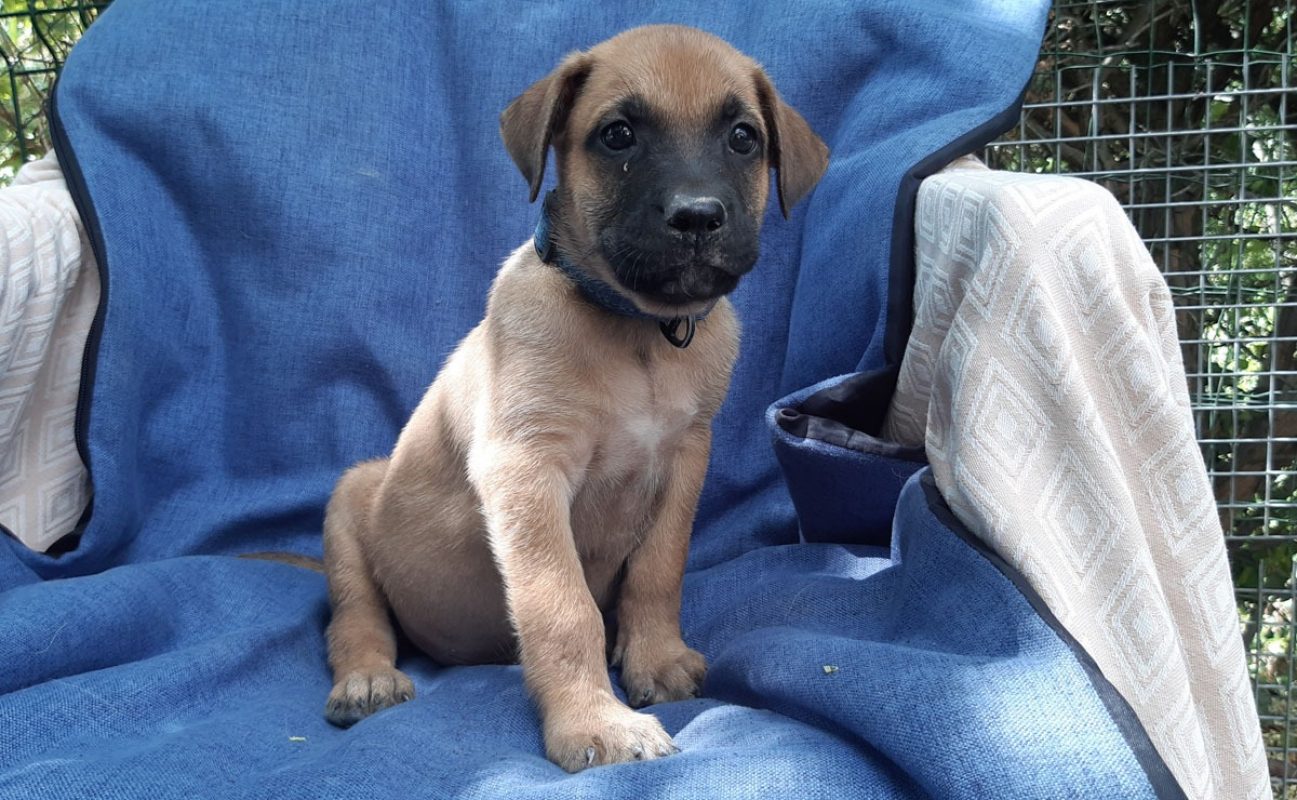 Virtuose - Chien Berger à adopter - photo 2