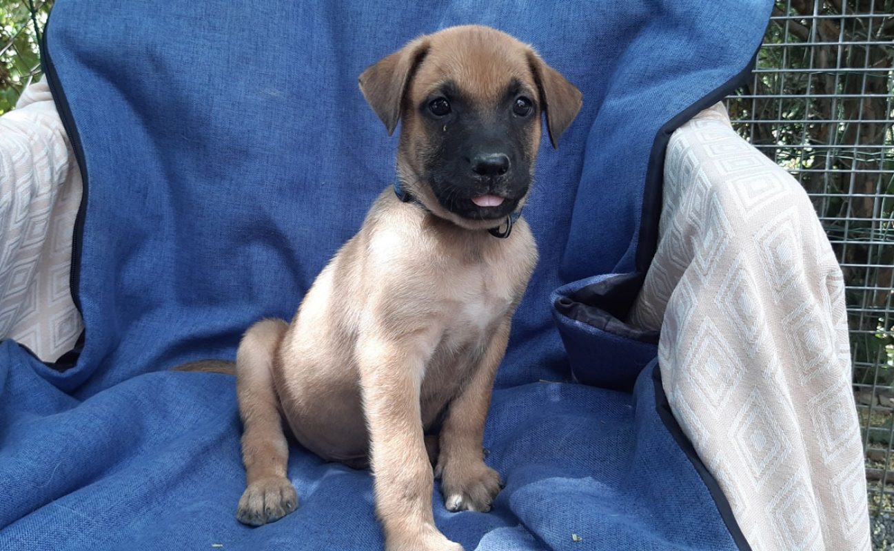 Virtuose - Chien Berger à adopter - photo 4