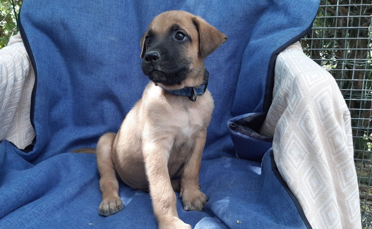 Virtuose - Chien Berger à adopter - photo 5