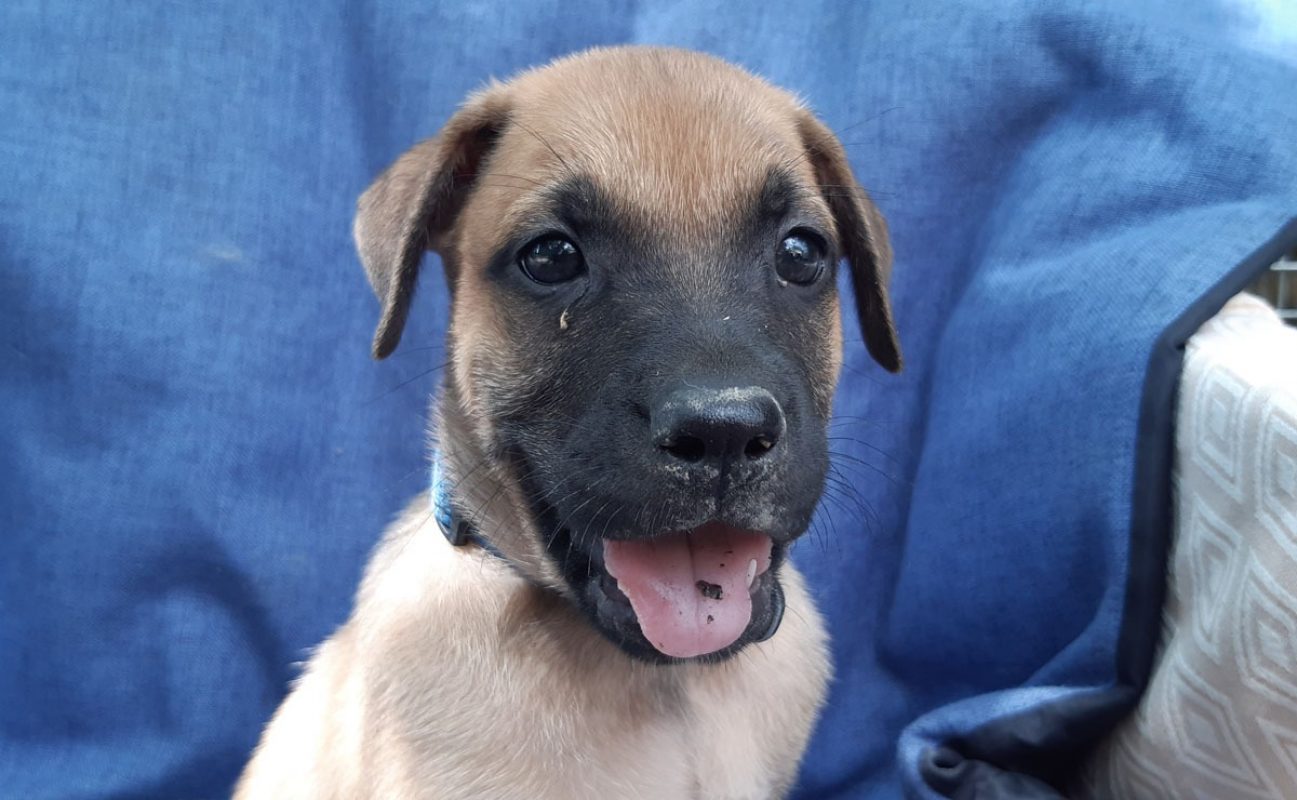 Virtuose - Chien Berger à adopter - photo 6