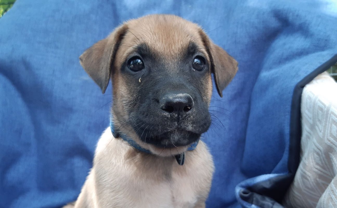 Virtuose - Chien Berger à adopter - photo 3