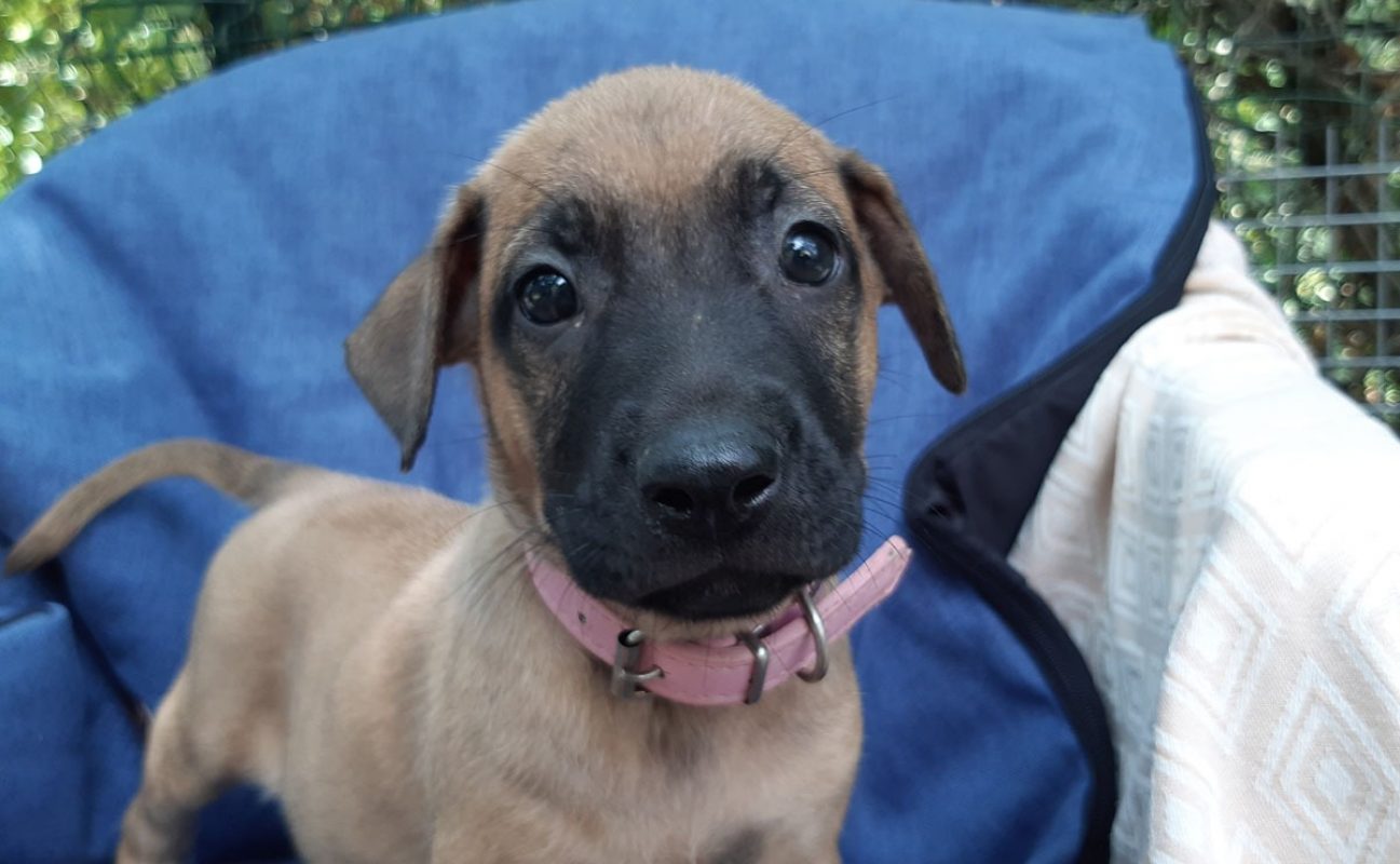 Vanille - Chien Berger à adopter