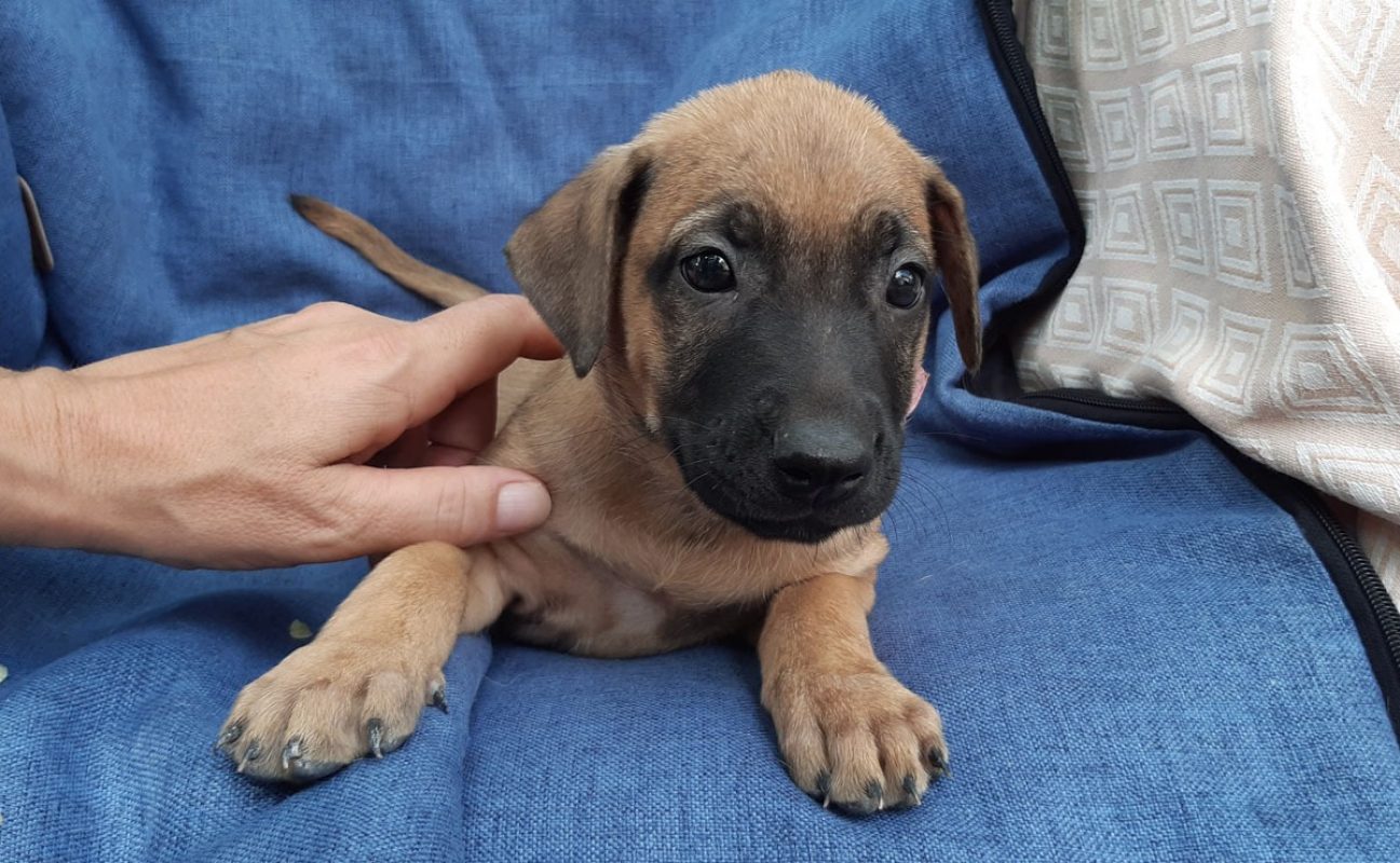 Vanille - Chien Berger à adopter - photo 2