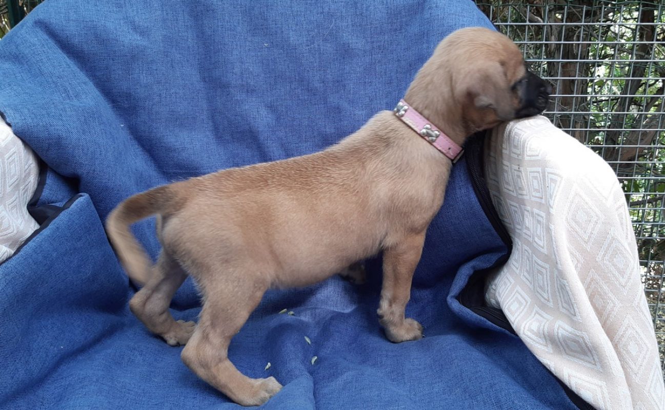 Vanille - Chien Berger à adopter - photo 3
