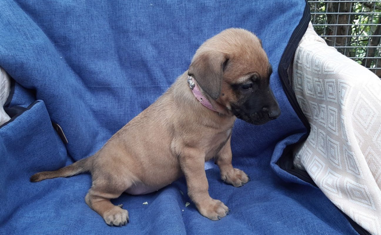 Vanille - Chien Berger à adopter - photo 4