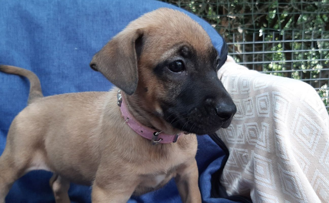 Vanille - Chien Berger à adopter - photo 5