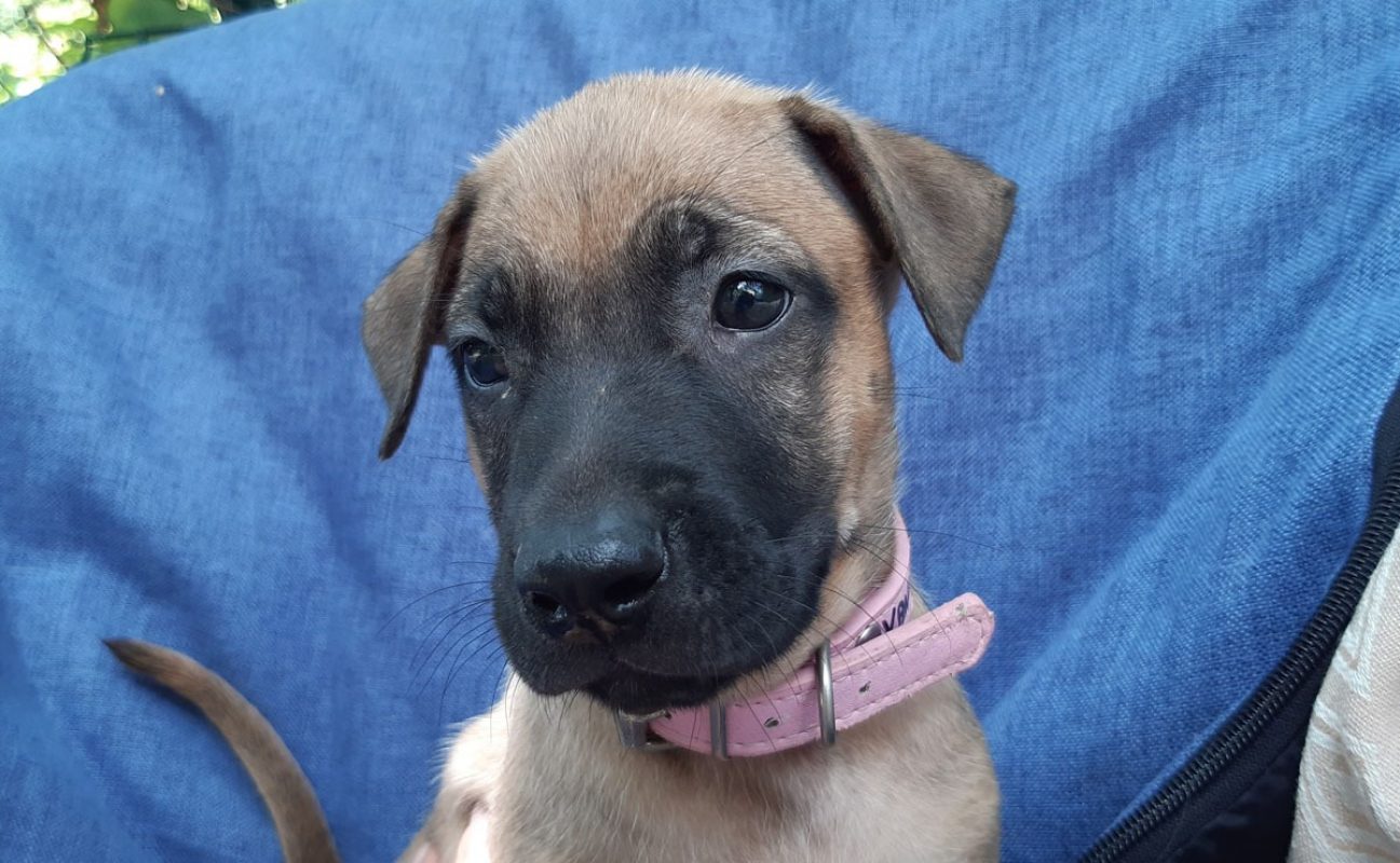 Vanille - Chien Berger à adopter - photo 6