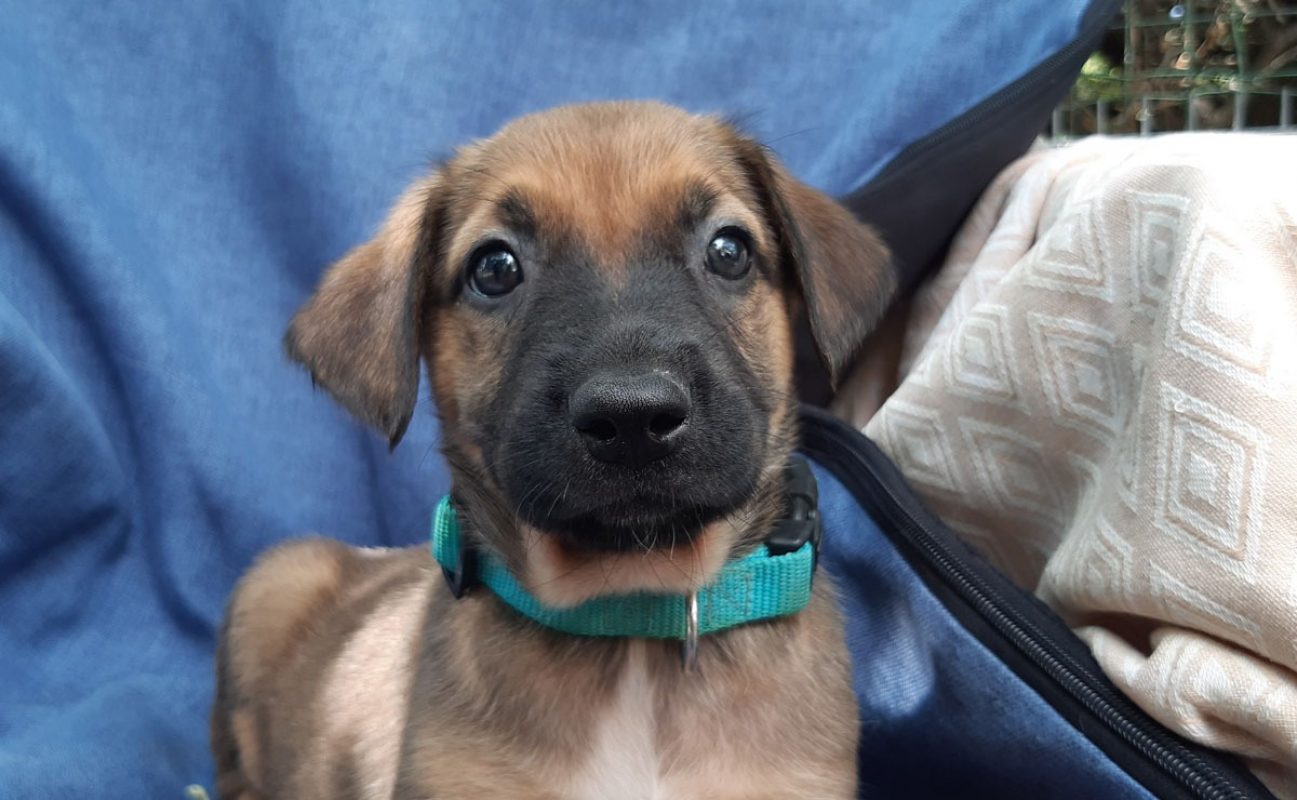 Vibe - Chien Berger à adopter