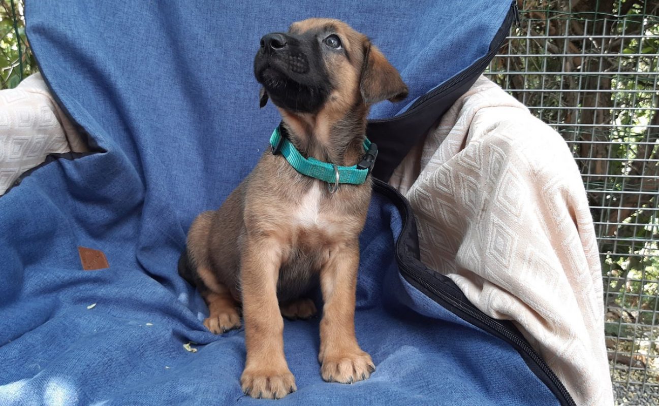 Vibe - Chien Berger à adopter - photo 2