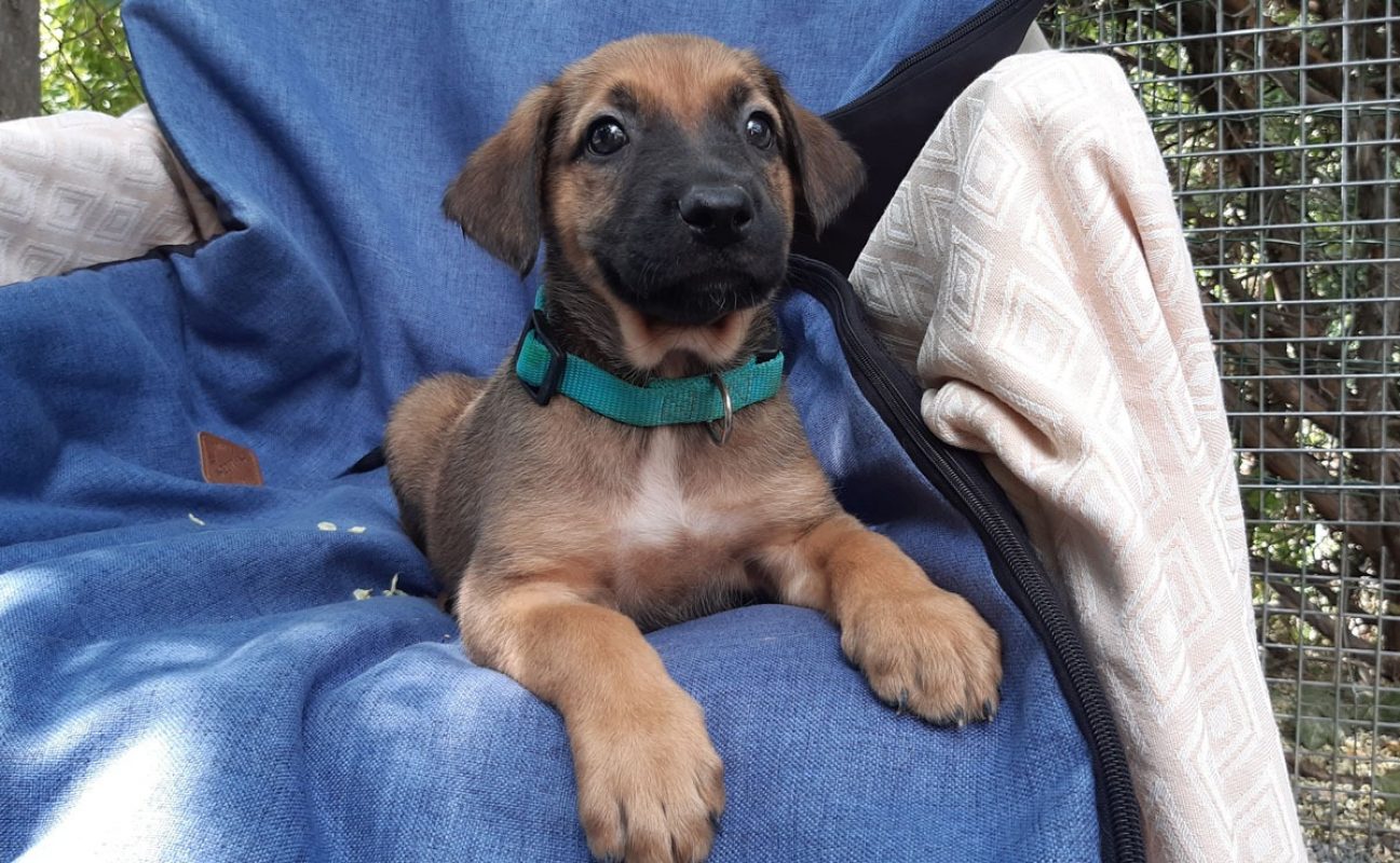 Vibe - Chien Berger à adopter - photo 4