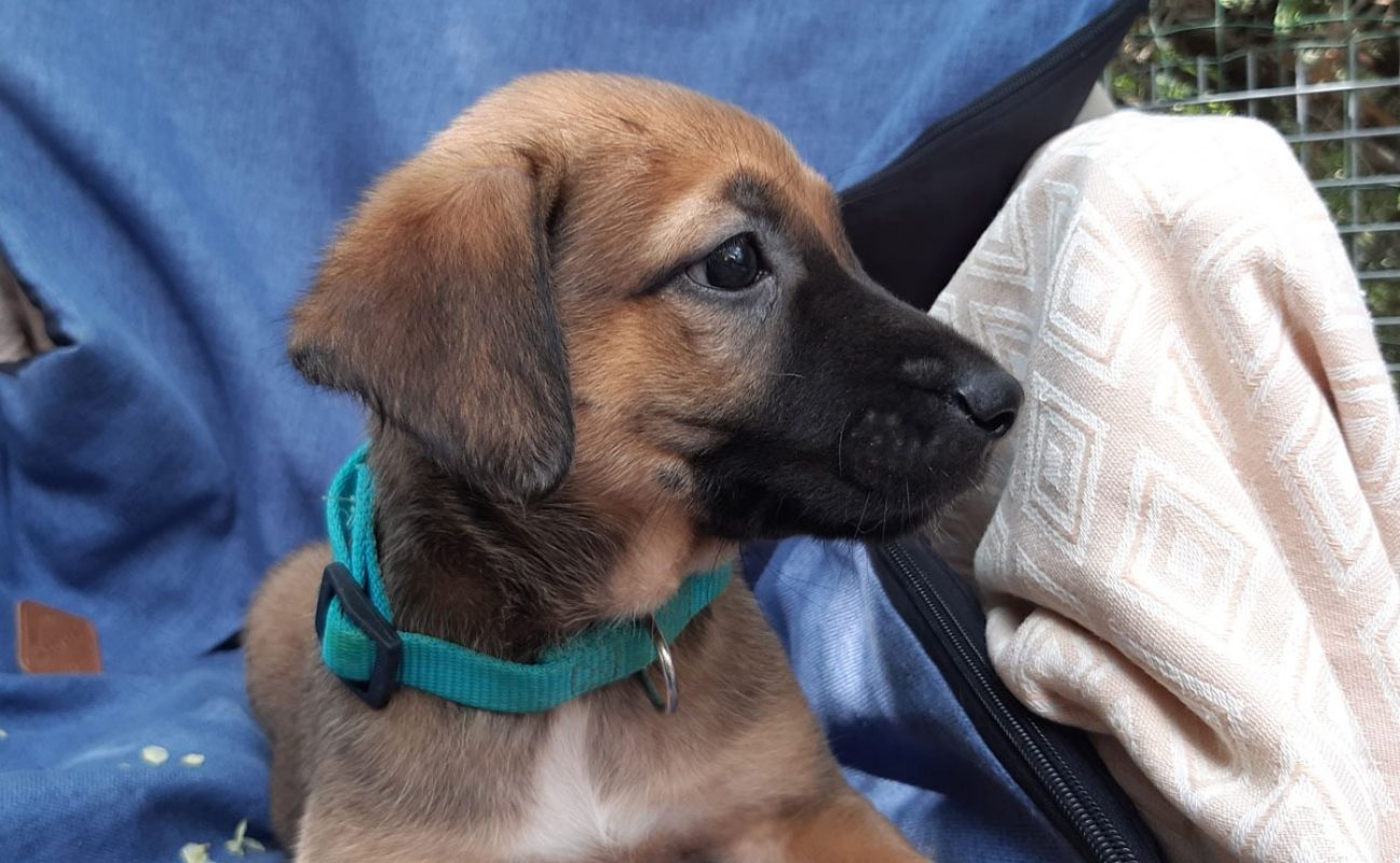 Vibe - Chien Berger à adopter - photo 6
