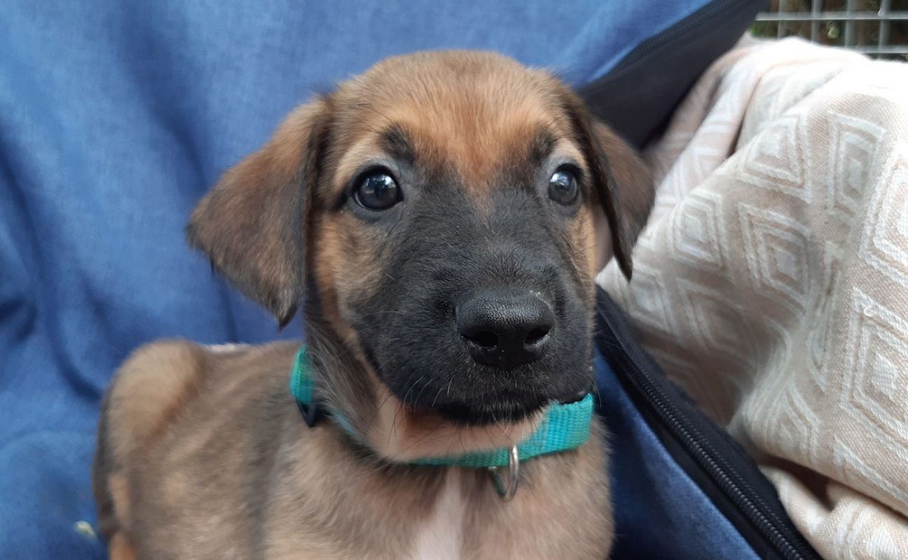 Vibe - Chien Berger à adopter - photo 8