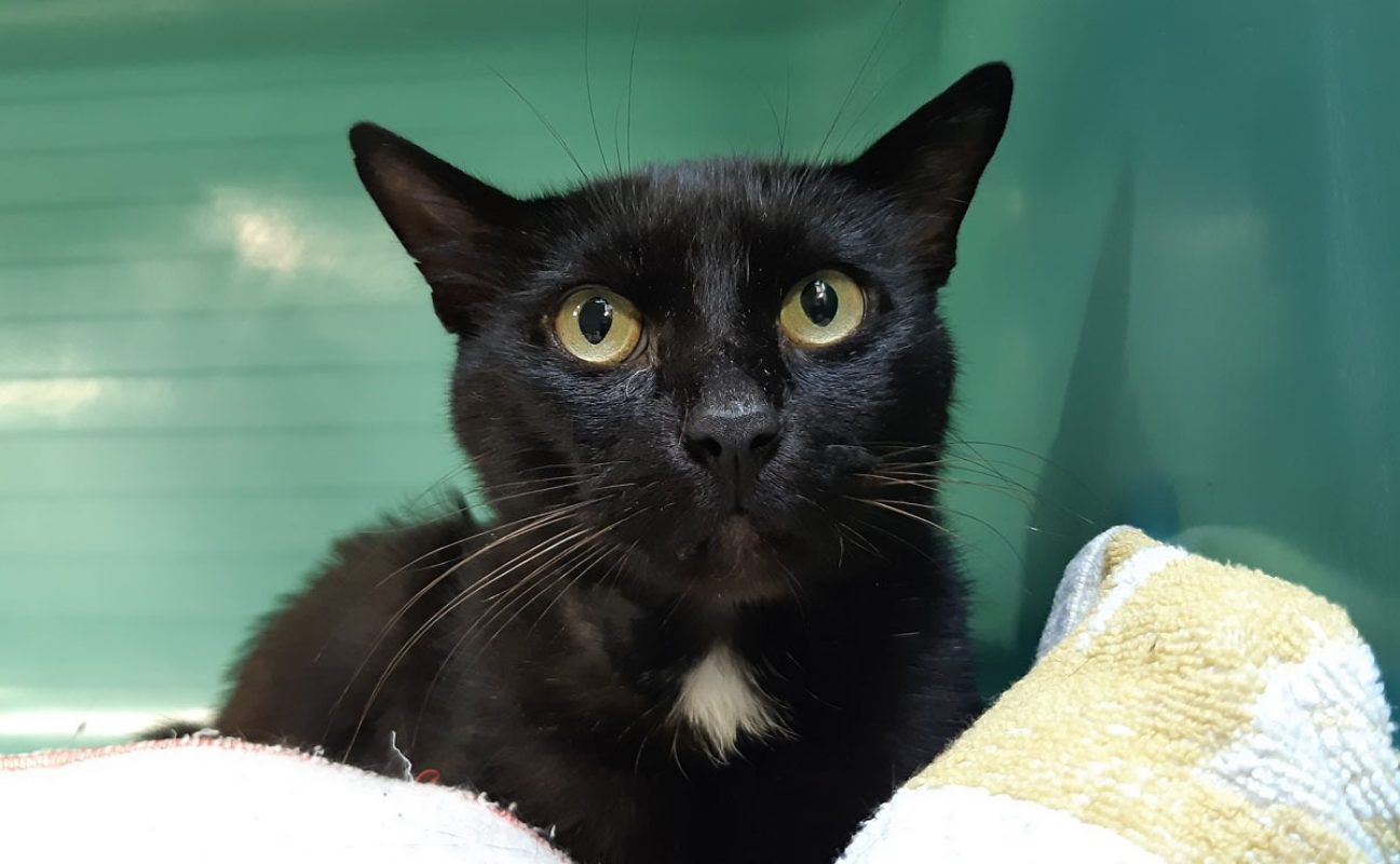 Bellini - Chat Européen à adopter