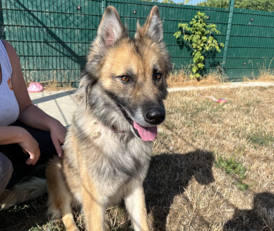 Thanos - Chien Berger Belge Tervueren à adopter